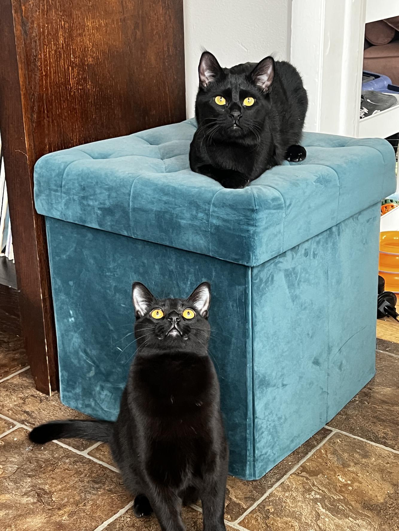 Enlarge Leotie and Flounder, a Adoptable Domestic Short Hair in Chicago, IL image 4/4