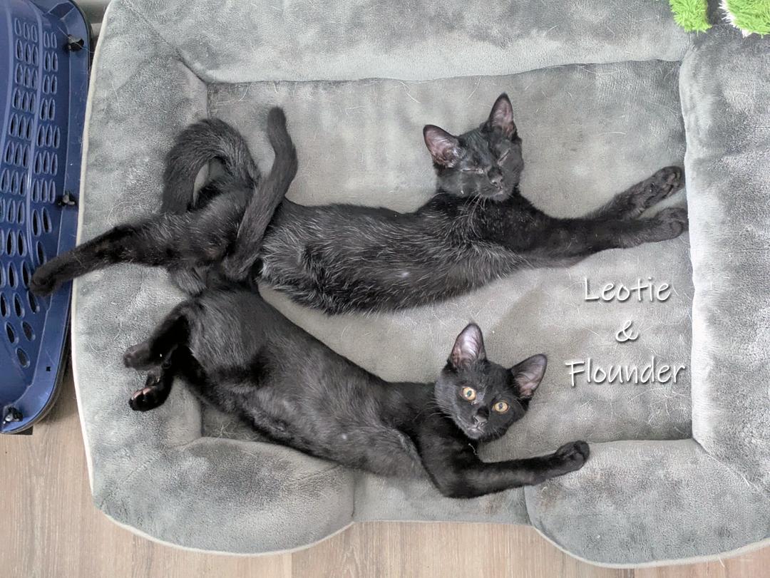 Enlarge Leotie and Flounder, a Adoptable Domestic Short Hair in Chicago, IL image 2/2