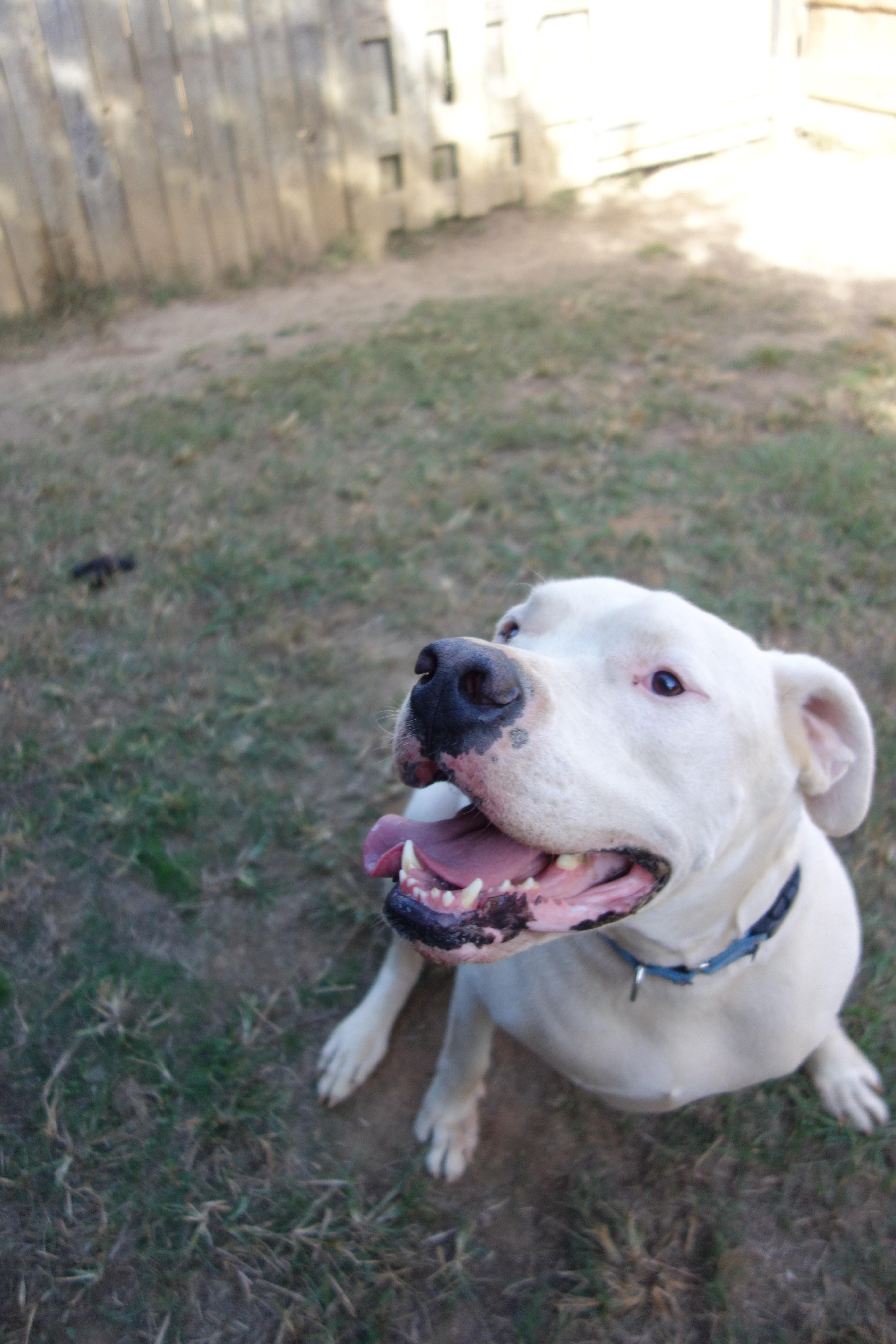 Enlarge Cruz, a Adoptable Dogo Argentino in Norwood, GA image 2/4