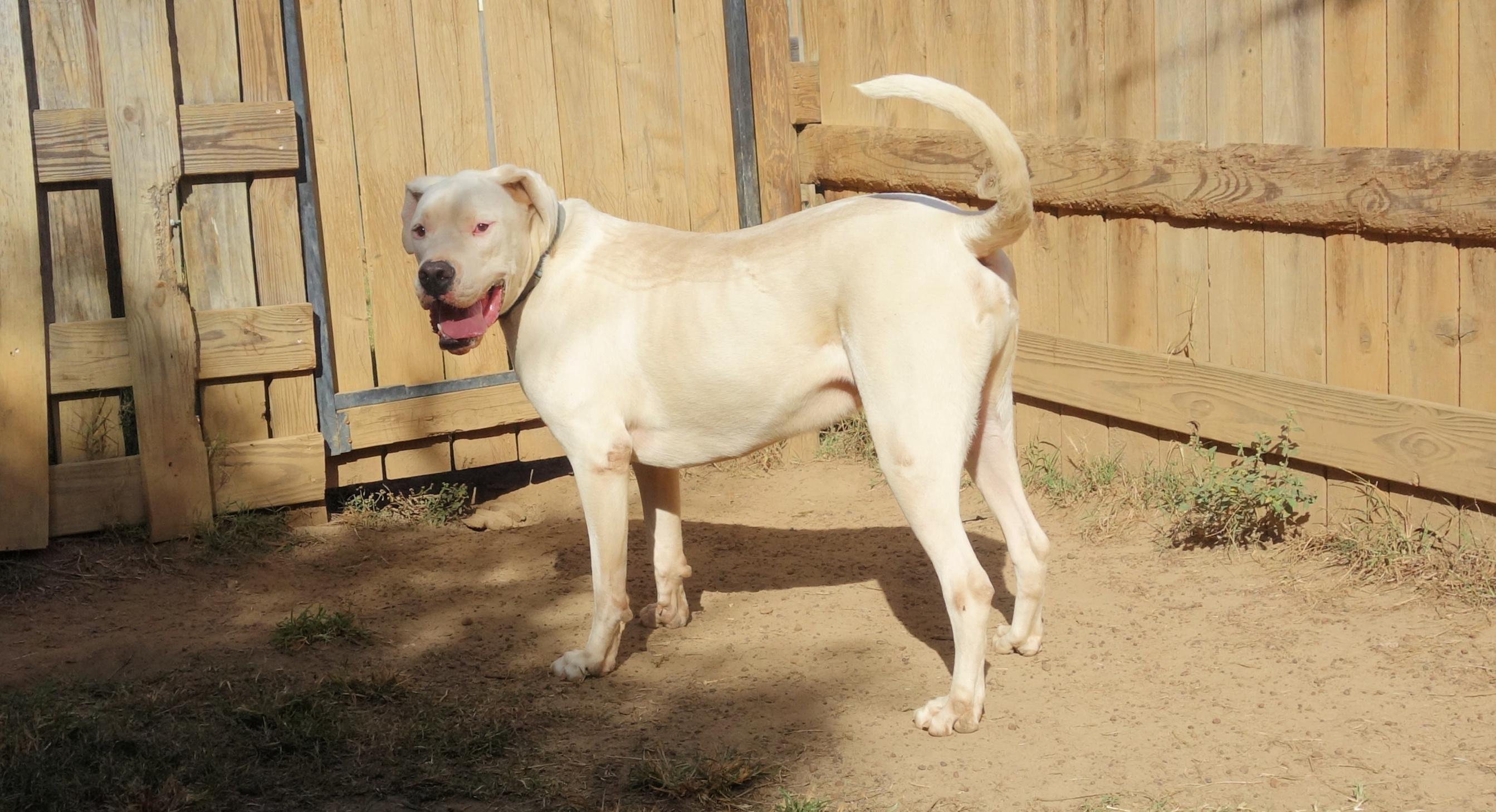Enlarge Cruz, a Adoptable Dogo Argentino in Norwood, GA image 3/4