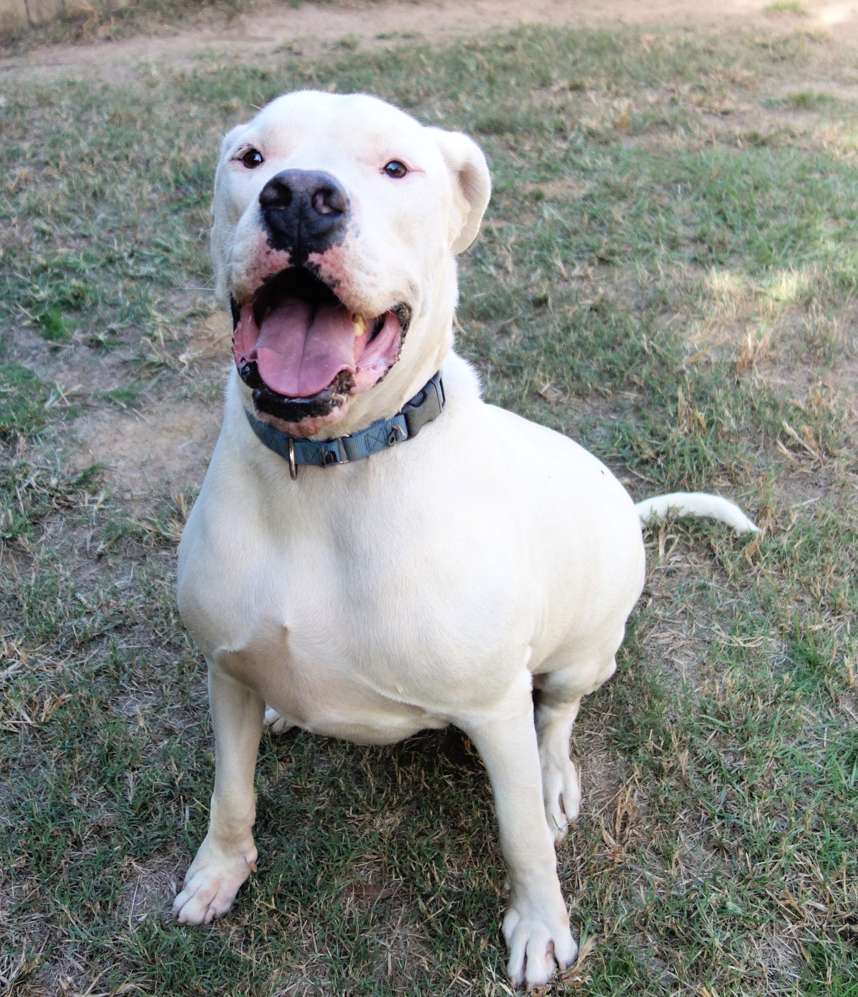 Enlarge Cruz, a Adoptable Dogo Argentino in Norwood, GA image 4/4