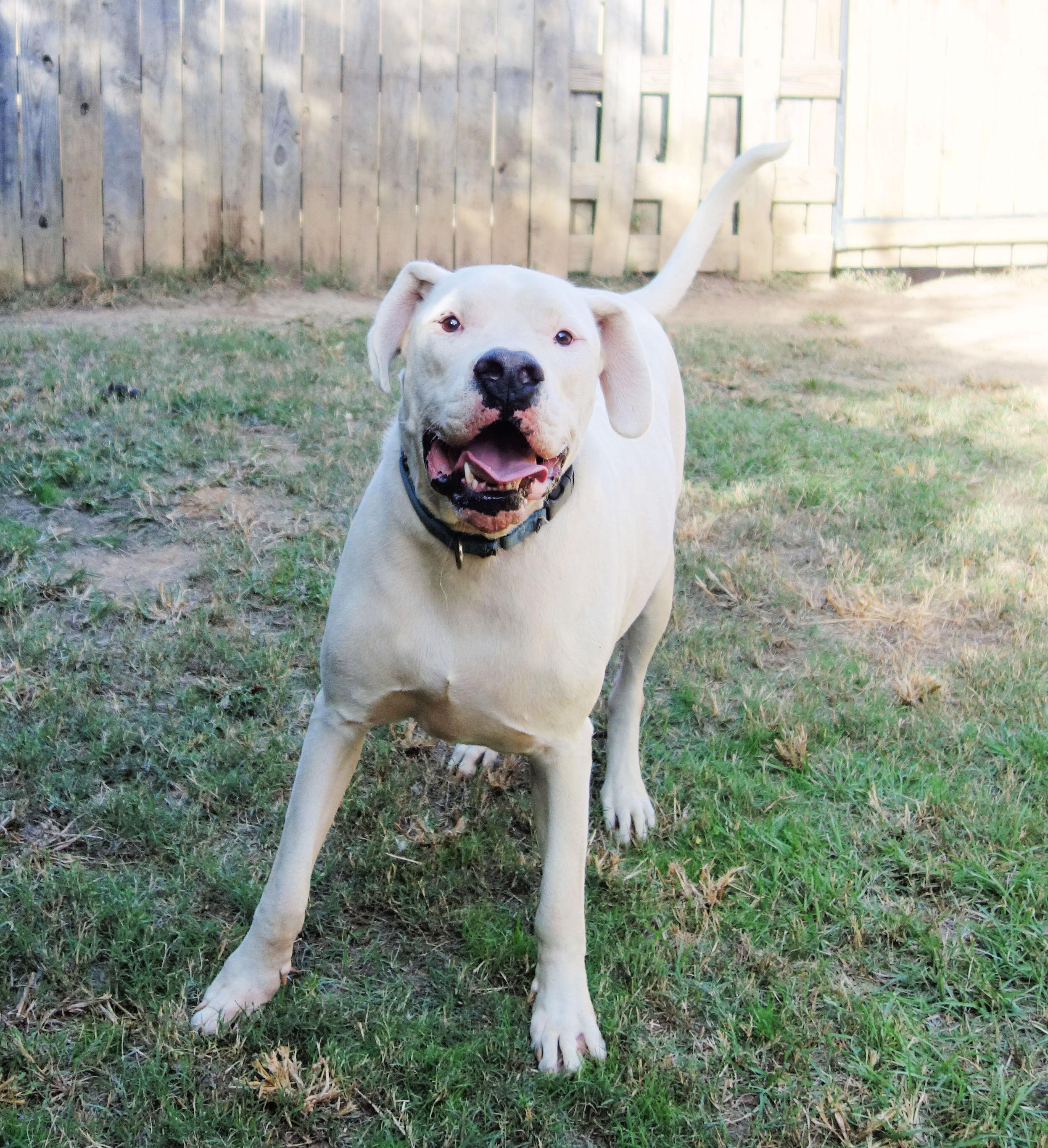 Enlarge Cruz, a Adoptable Dogo Argentino in Norwood, GA image 1/4