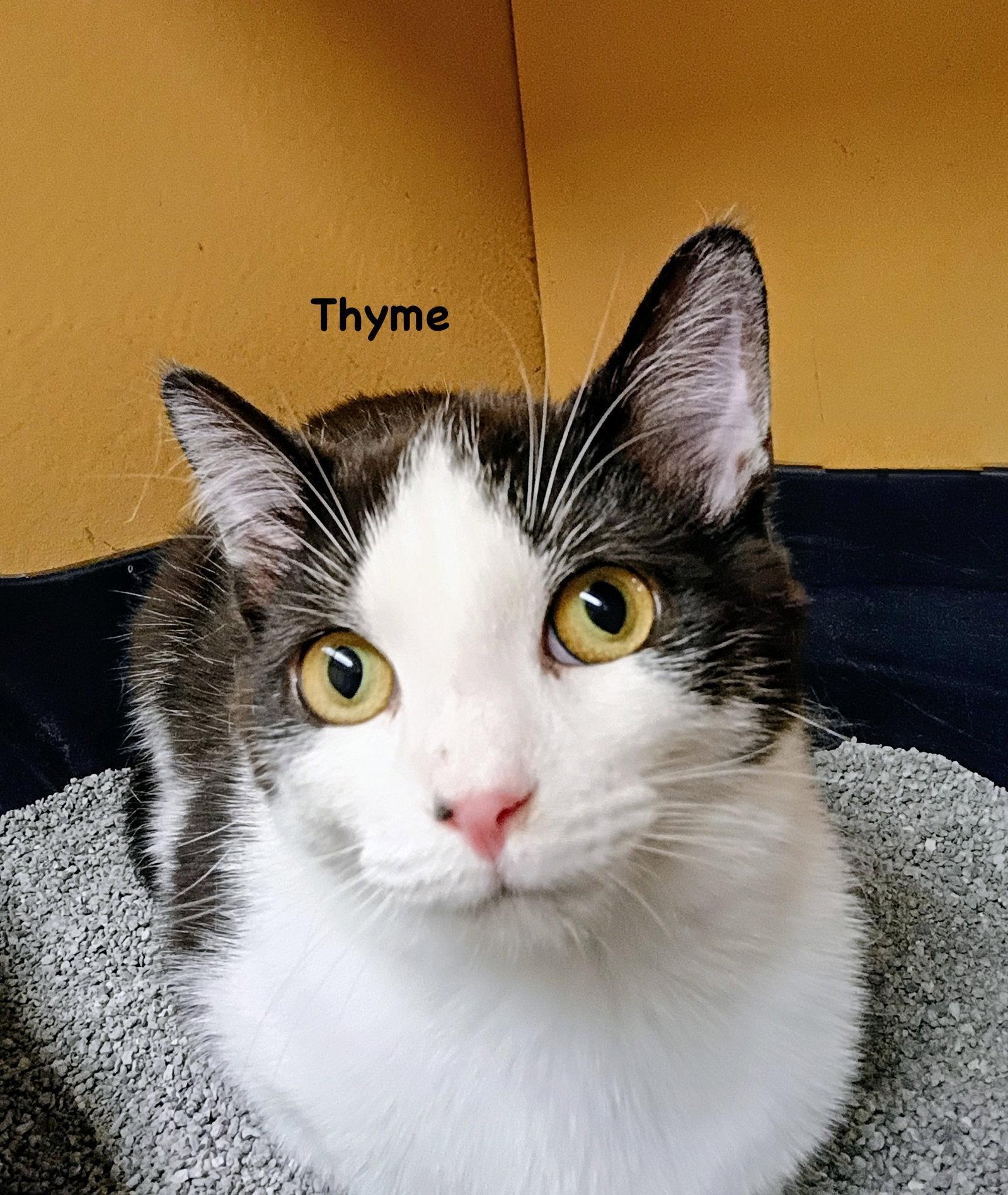 Enlarge Thyme, a Adoptable mixed breed in Morehead, KY image 1/1