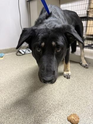 Enlarge Jolene, a Adoptable mixed breed in Pequot Lakes, MN image 1/1