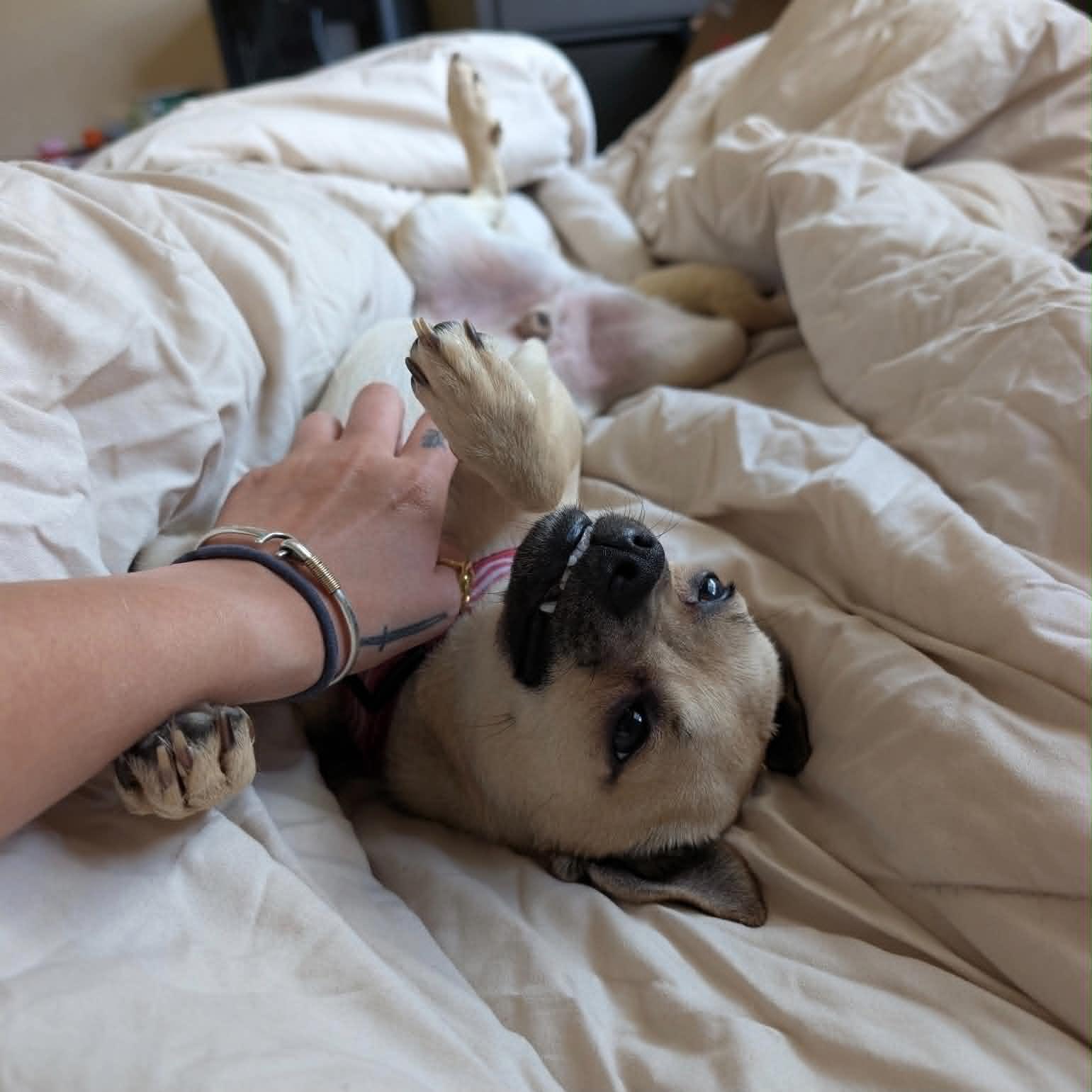 Enlarge Poncho, a ADOPTABLE mixed breed in Boulder, CO image 4/6