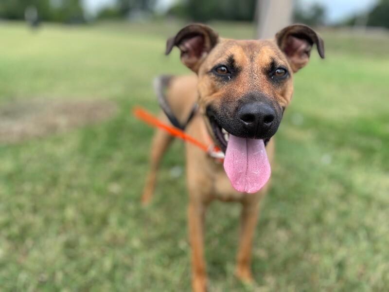 Oskar, a Adoptable Terrier in Maryville, TN image 1/5