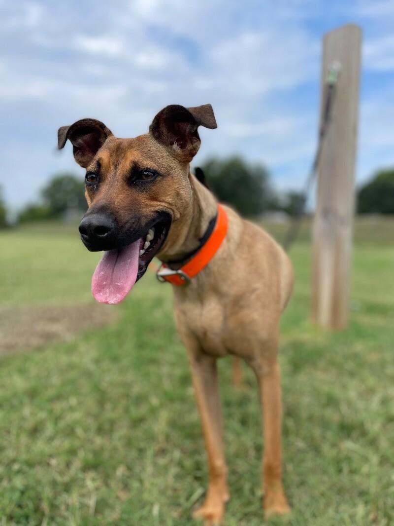 Oskar, a Adoptable Terrier in Maryville, TN image 2/5
