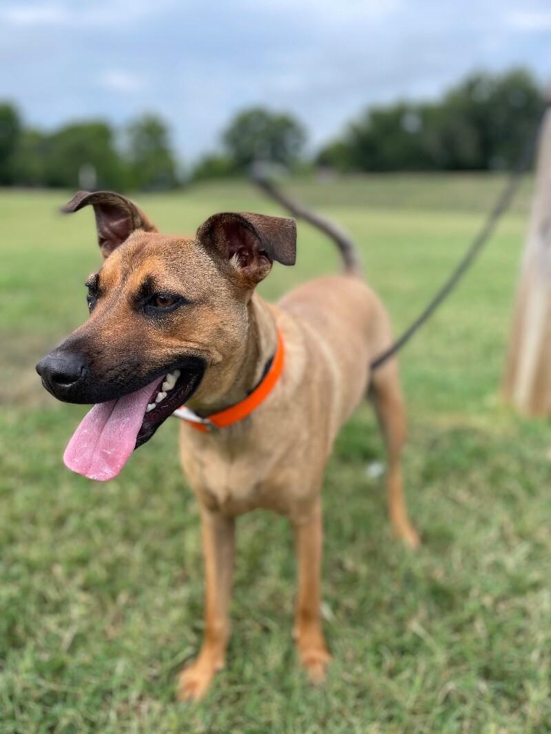 Oskar, a Adoptable Terrier in Maryville, TN image 3/5