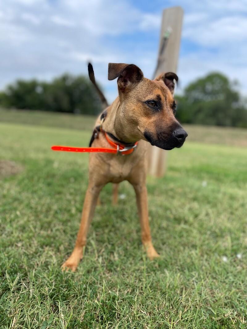 Oskar, a Adoptable Terrier in Maryville, TN image 4/5