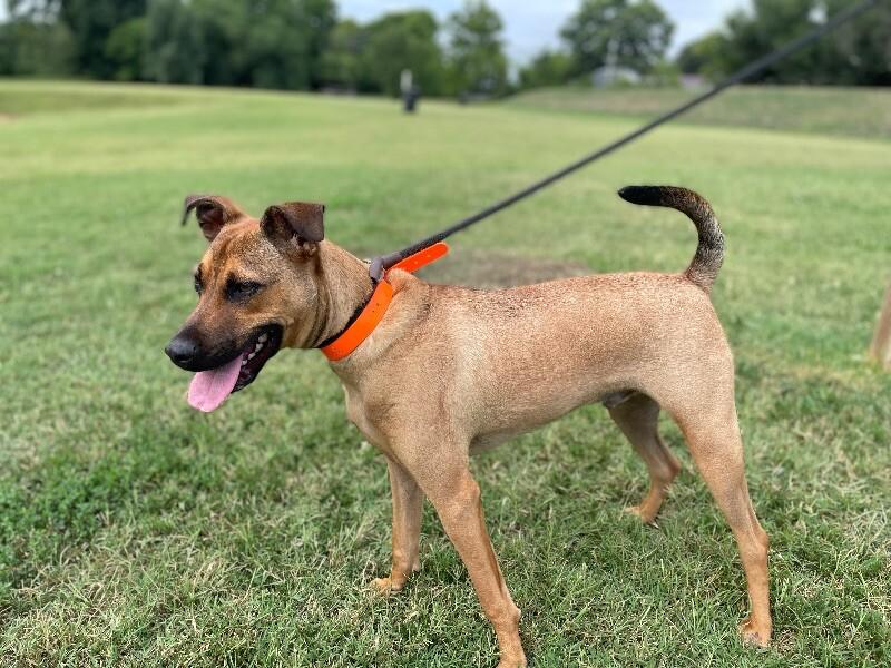 Oskar, a Adoptable Terrier in Maryville, TN image 5/5