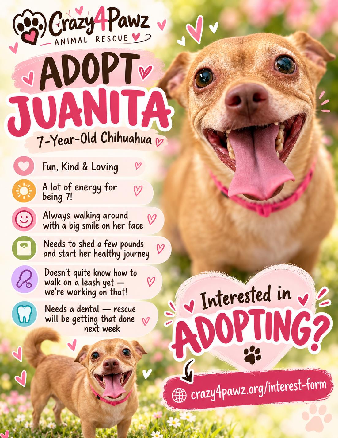 Juanita, Adoptable, Adult Female Chihuahua.