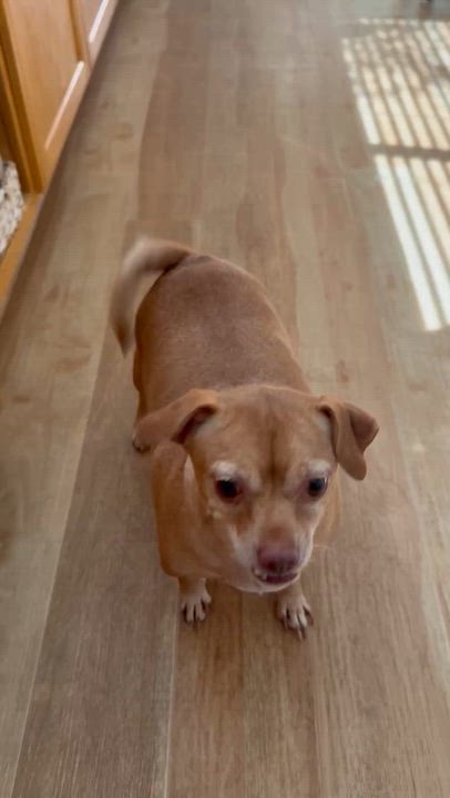 Enlarge Juanita, a Adoptable Chihuahua in Henderson, NV video 2/2