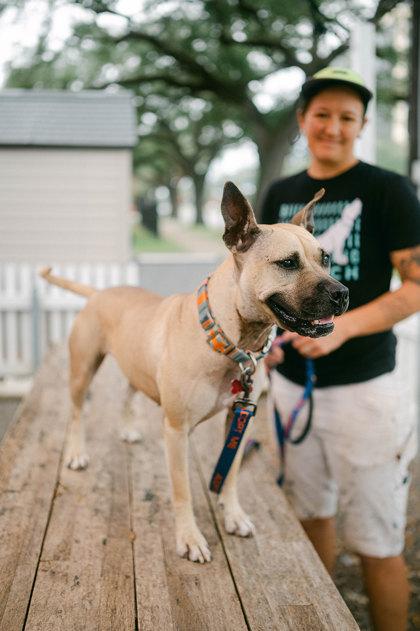 Tulane, Adoptable, Young Female Pit Bull Terrier & French Bulldog.