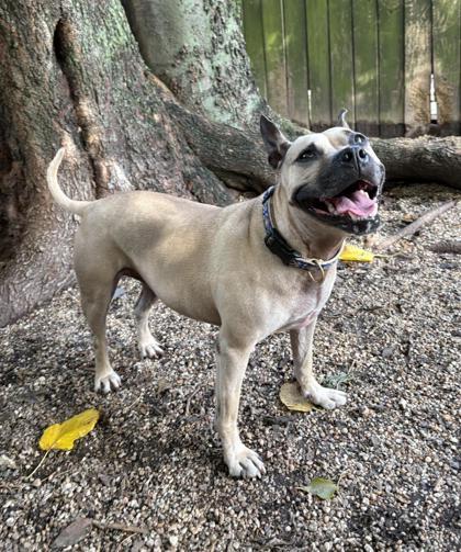 Tulane, Adoptable, Young Female Pit Bull Terrier & French Bulldog.