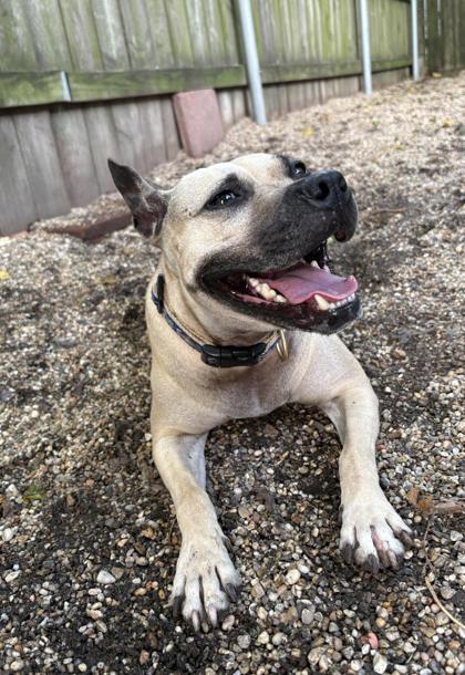 Enlarge Tulane, a Adoptable mixed breed in New Orleans, LA image 2/3