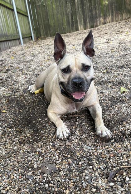 Enlarge Tulane, a Adoptable mixed breed in New Orleans, LA image 3/3