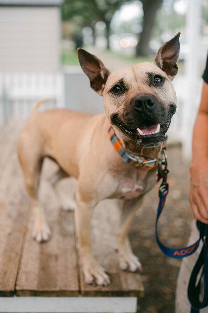 Enlarge Tulane, a Adoptable mixed breed in New Orleans, LA image 3/3