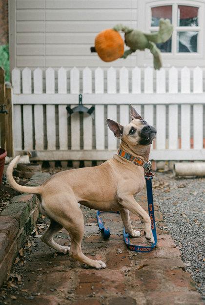 Enlarge Tulane, a Adoptable mixed breed in New Orleans, LA image 3/3