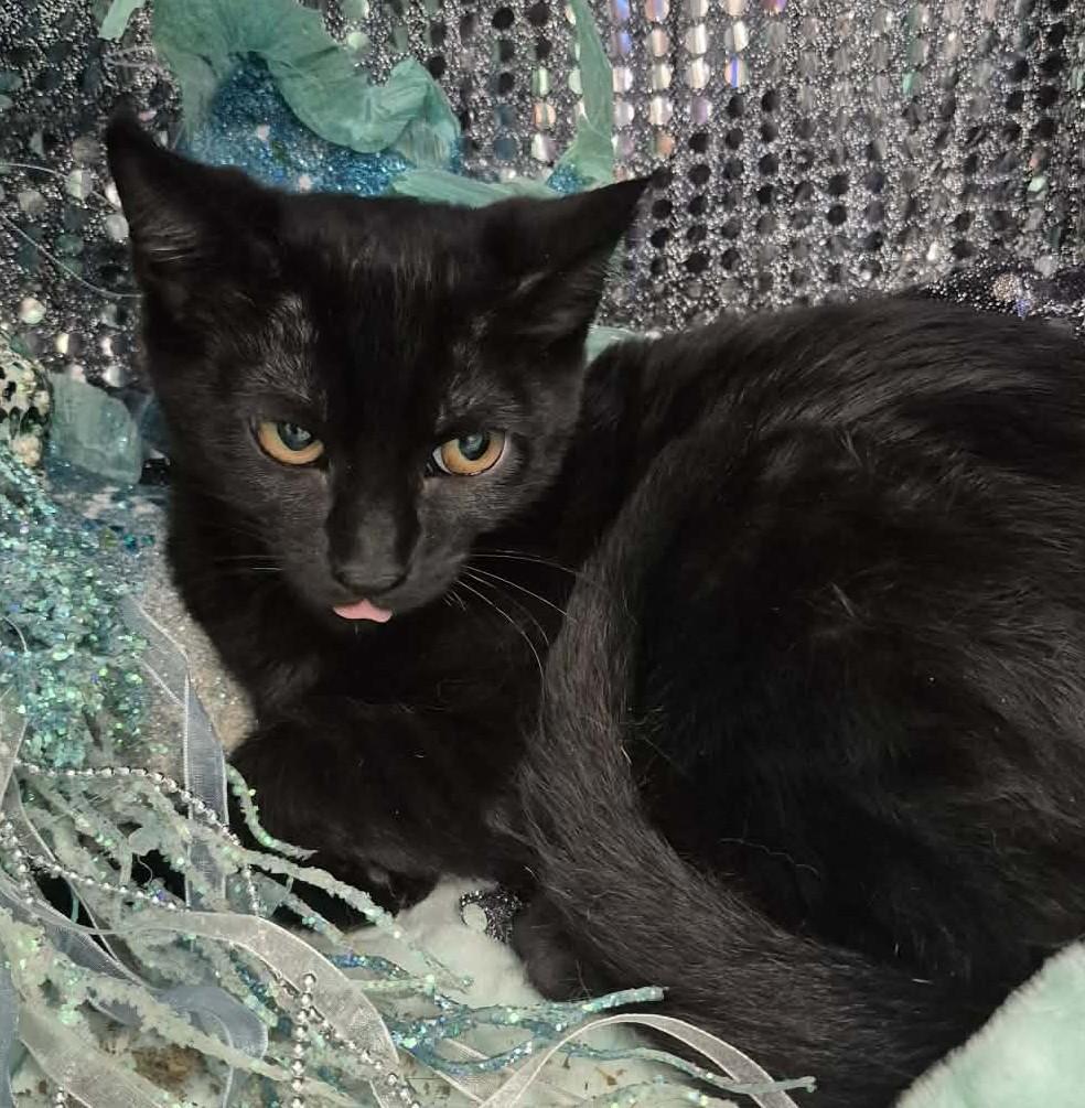 Enlarge Penny, a ADOPTABLE Domestic Short Hair in Ocean Springs, MS image 3/4