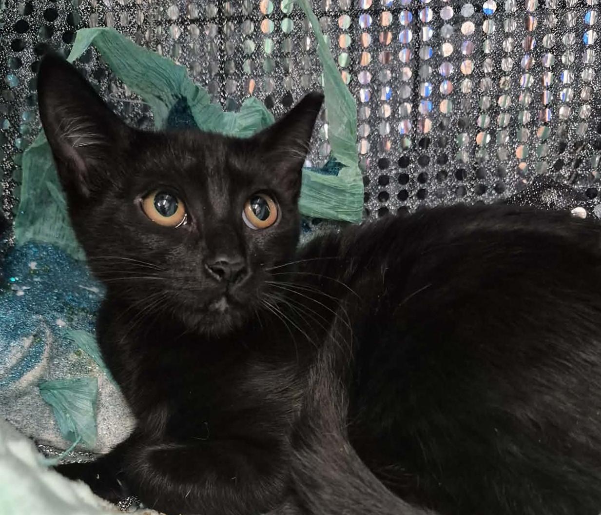Penny, ADOPTABLE, Kitten Female Domestic Short Hair.