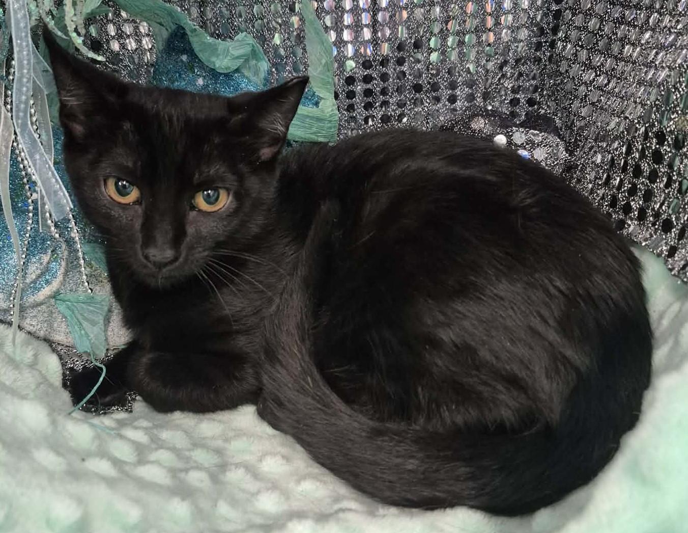 Enlarge Penny, a ADOPTABLE Domestic Short Hair in Ocean Springs, MS image 4/4