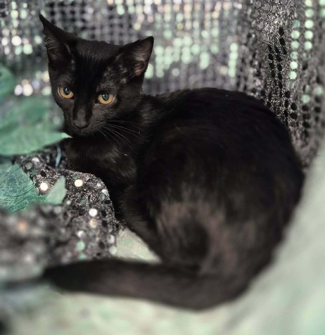 Enlarge Penny, a ADOPTABLE Domestic Short Hair in Ocean Springs, MS image 2/4