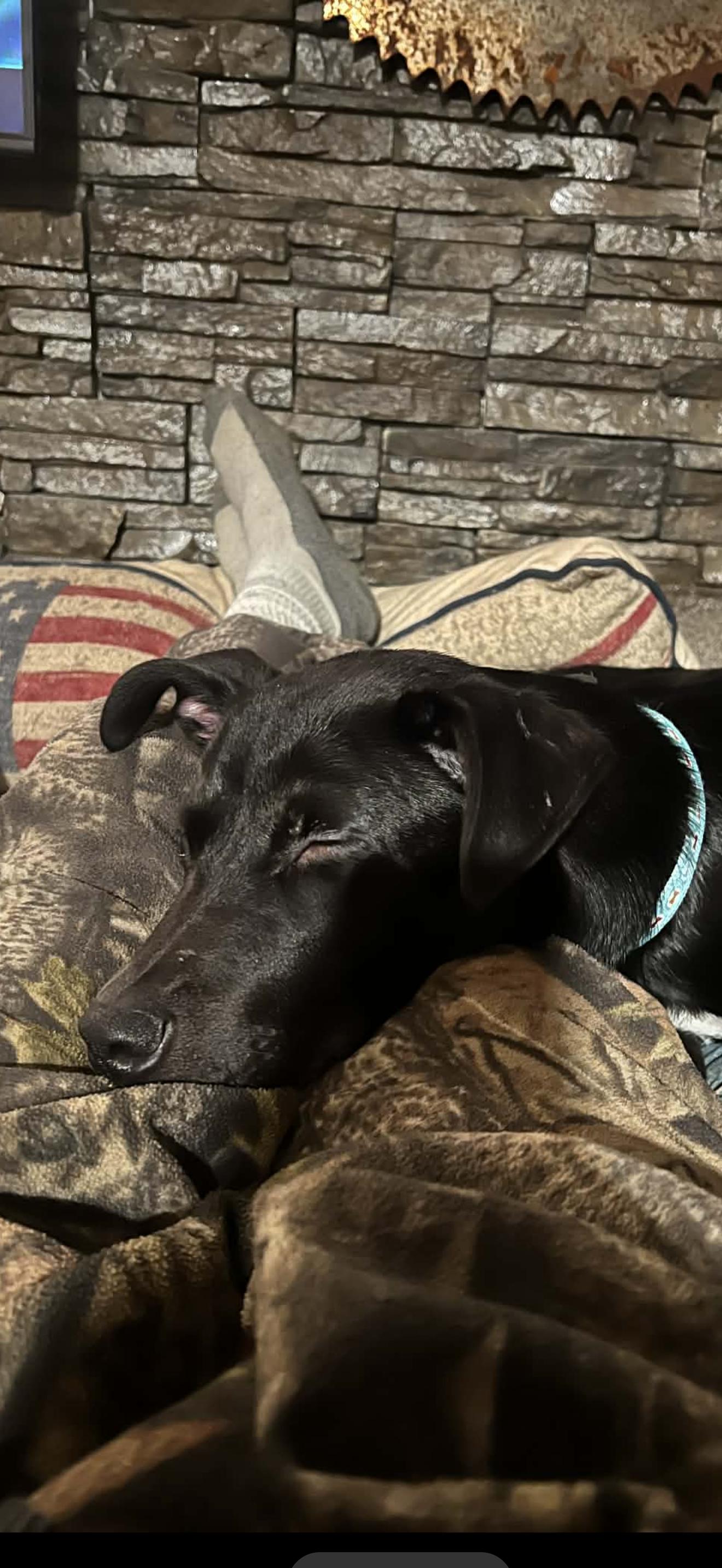 Enlarge Toby, a ADOPTABLE Black Labrador Retriever in Beaverton, OR image 2/5