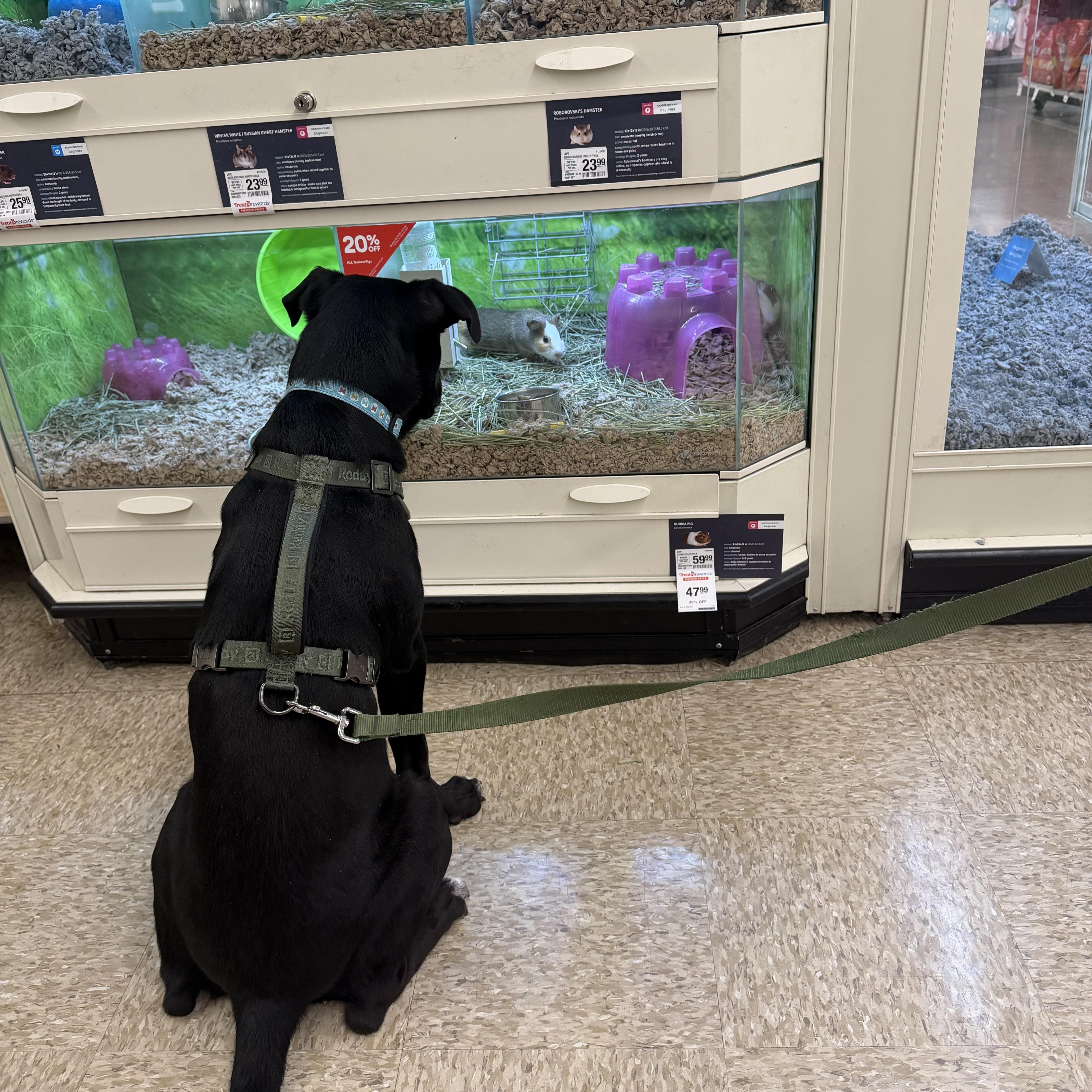 Enlarge Toby, a ADOPTABLE Black Labrador Retriever in Beaverton, OR image 5/5