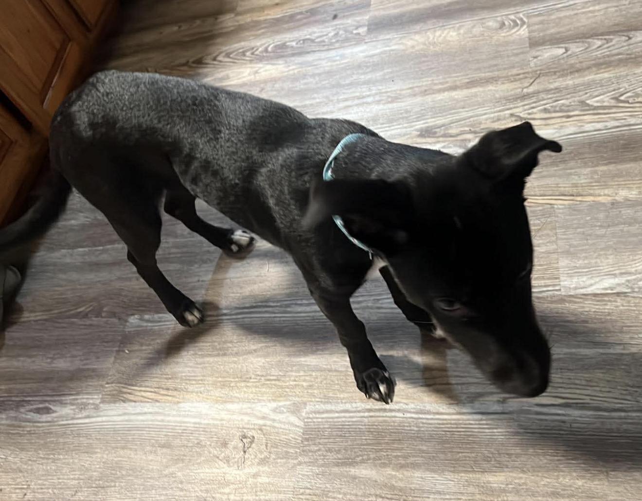 Enlarge Toby, a ADOPTABLE Black Labrador Retriever in Beaverton, OR image 1/5