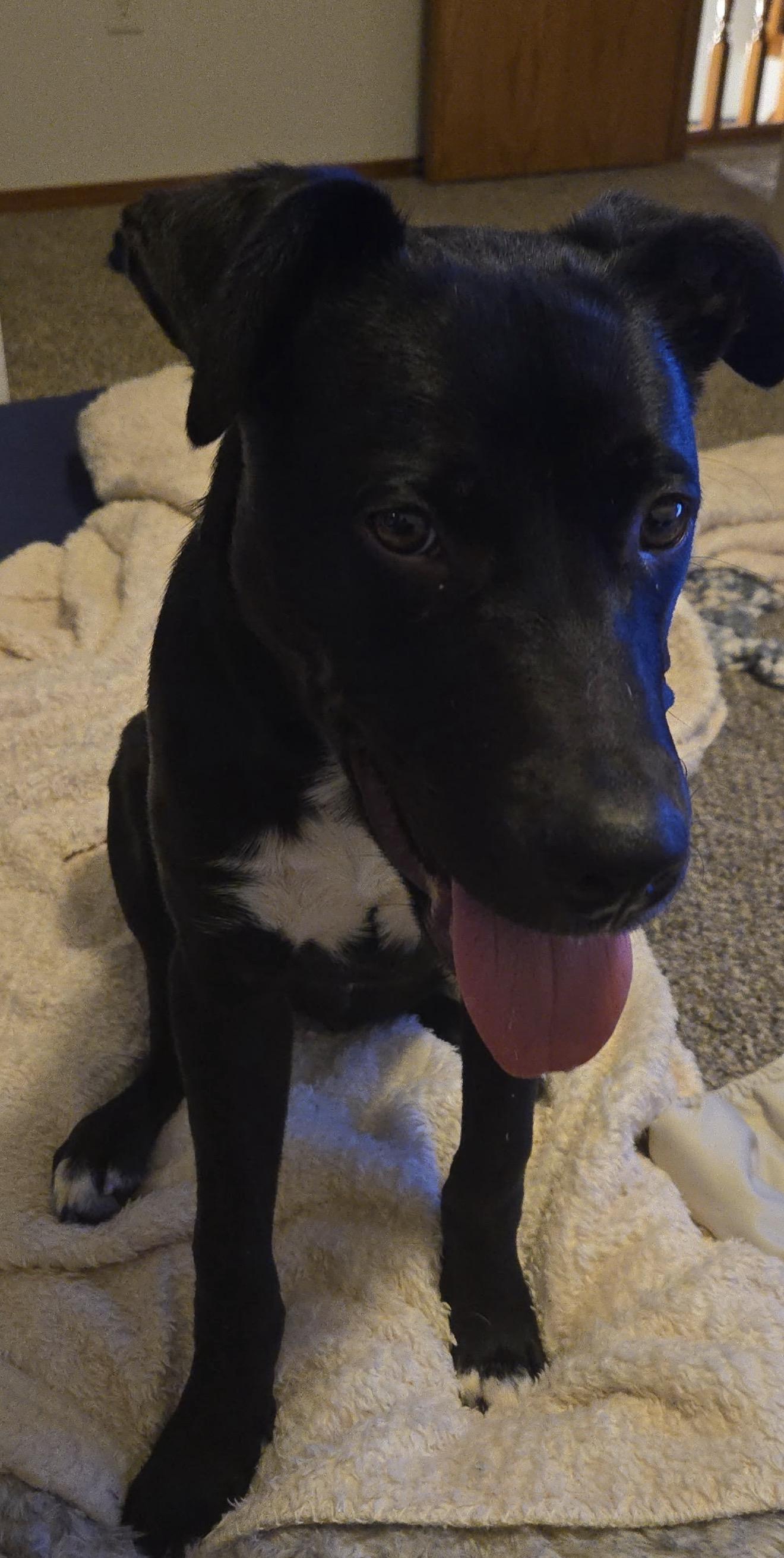 Enlarge Toby, a ADOPTABLE Black Labrador Retriever in Beaverton, OR image 4/5