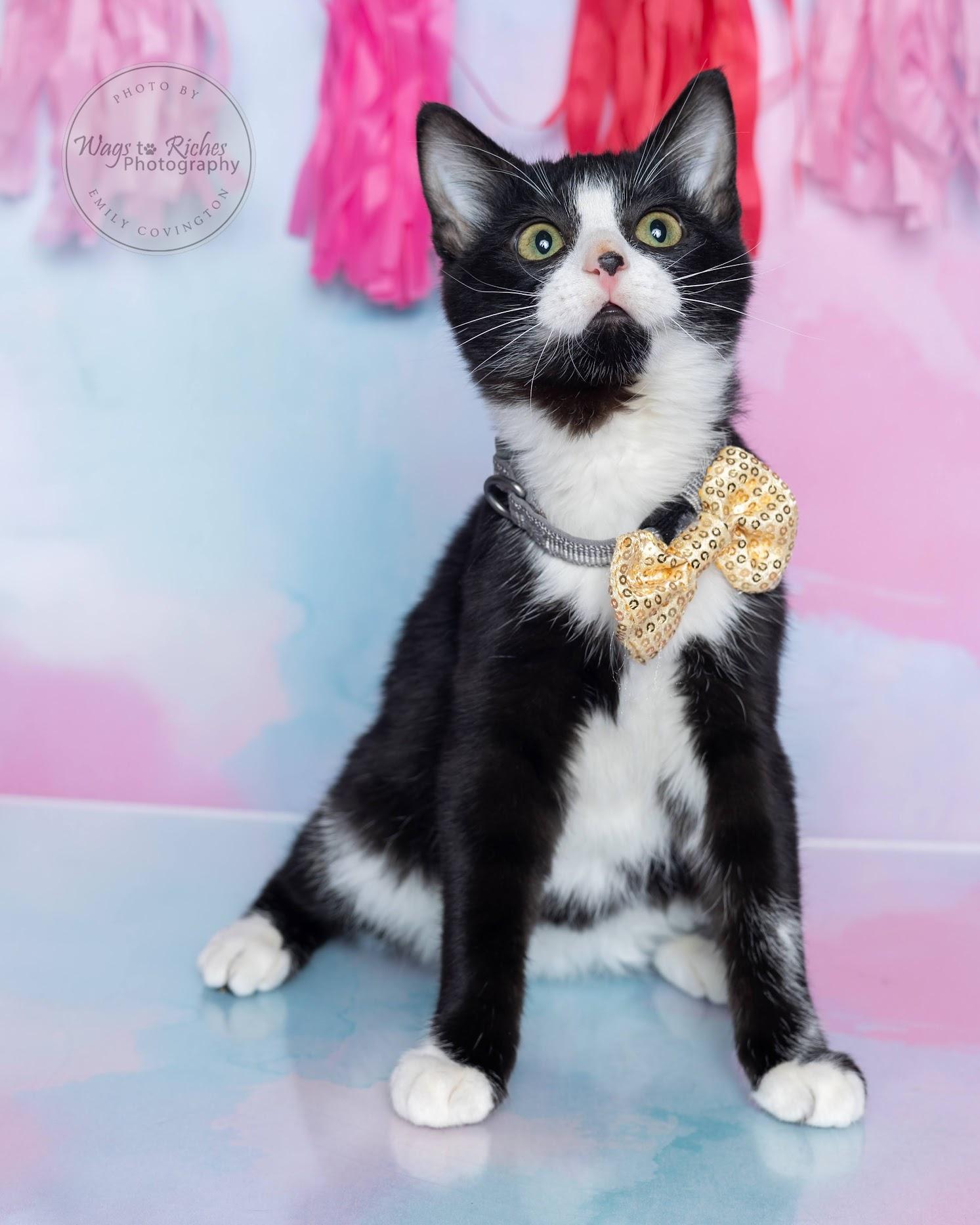 Tipsy - Special Needs, an adoptable Domestic Short Hair, Tuxedo in Tuscaloosa, AL, 35406 | Photo Image 4