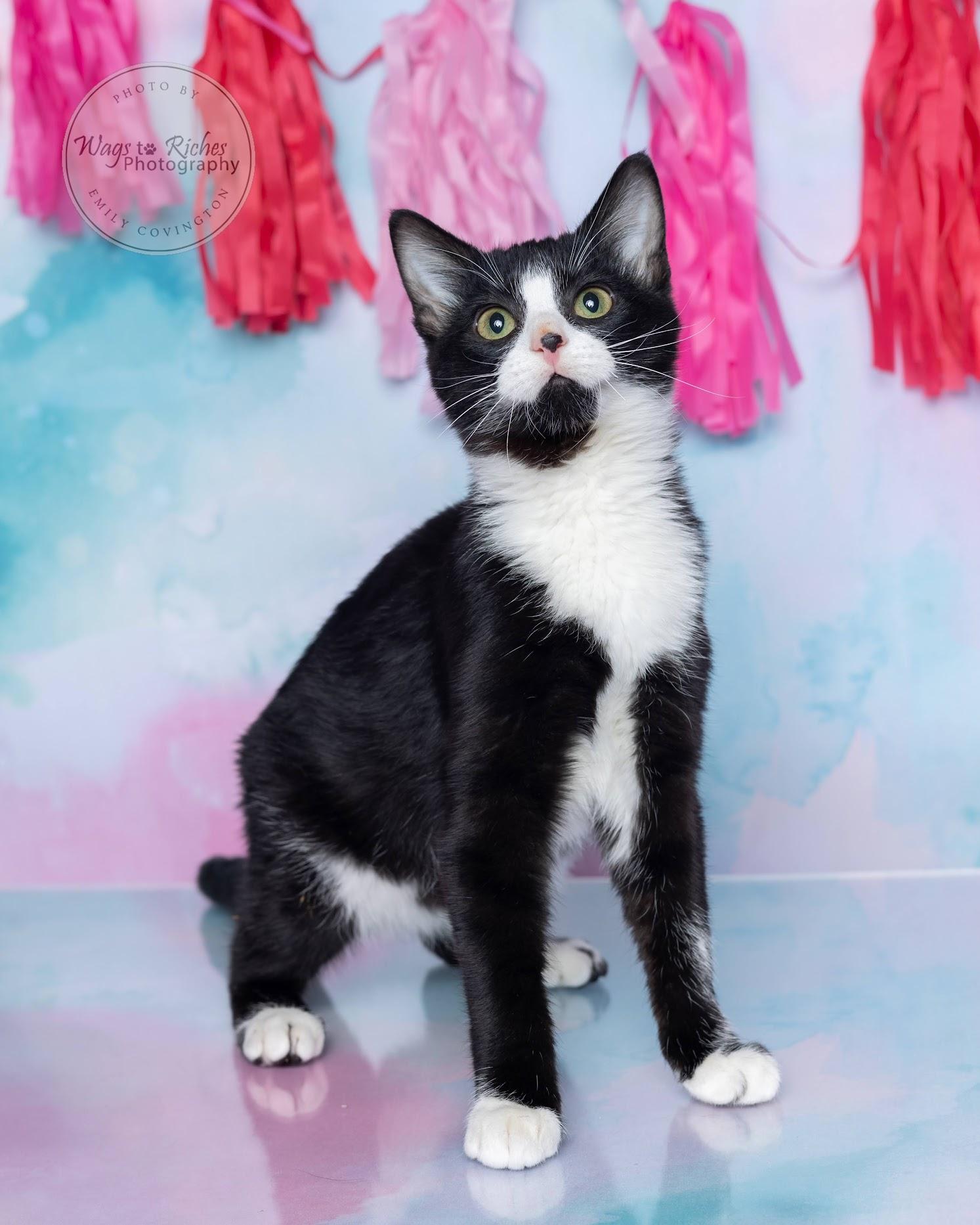 Tipsy - Special Needs, an adoptable Domestic Short Hair, Tuxedo in Tuscaloosa, AL, 35406 | Photo Image 5