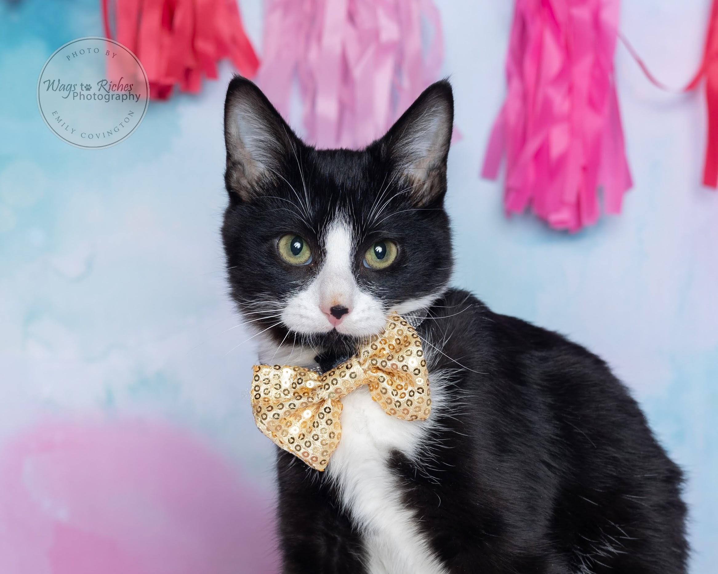 Tipsy - Special Needs, an adoptable Domestic Short Hair, Tuxedo in Tuscaloosa, AL, 35406 | Photo Image 3