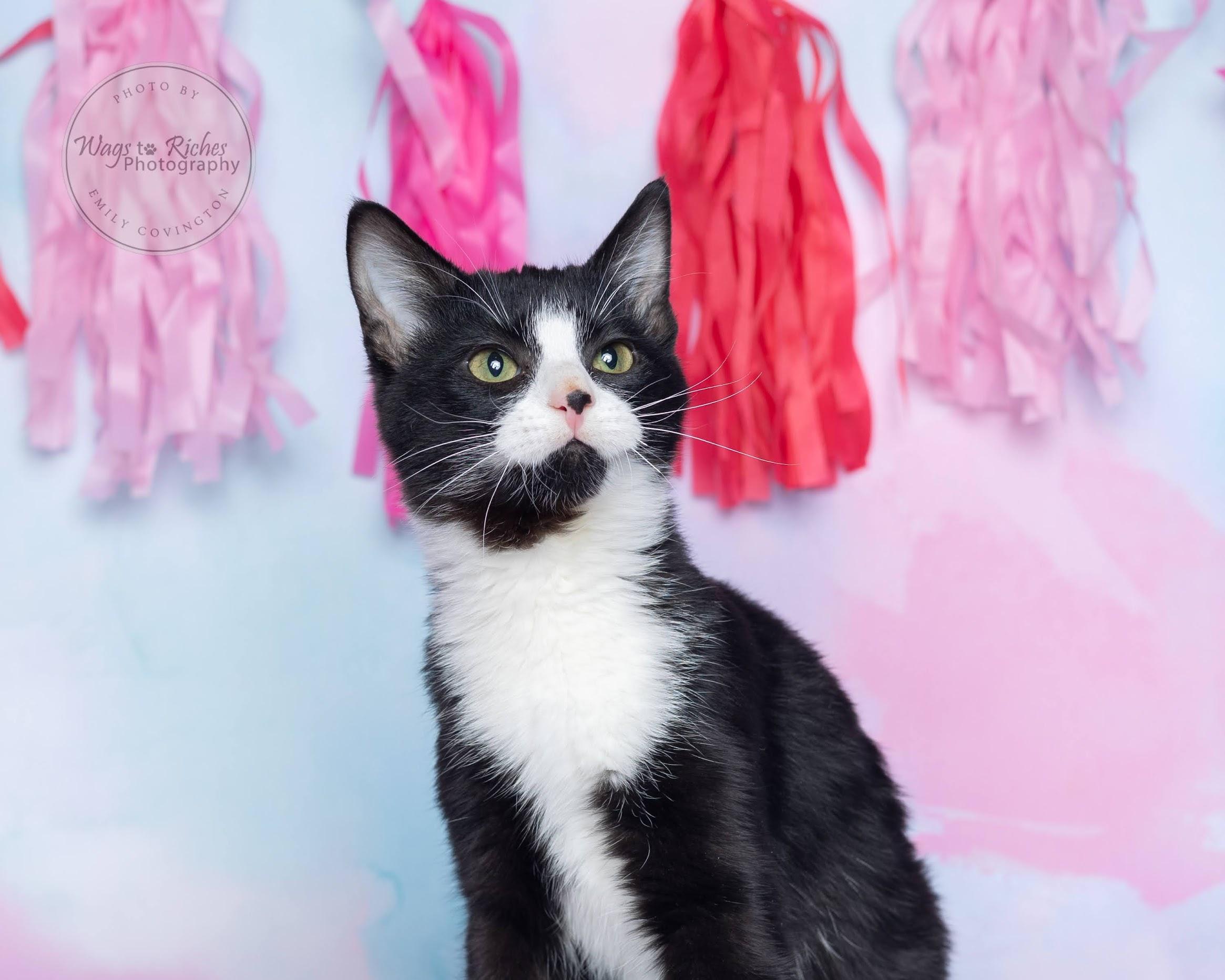 Tipsy - Special Needs, an adoptable Domestic Short Hair, Tuxedo in Tuscaloosa, AL, 35406 | Photo Image 1