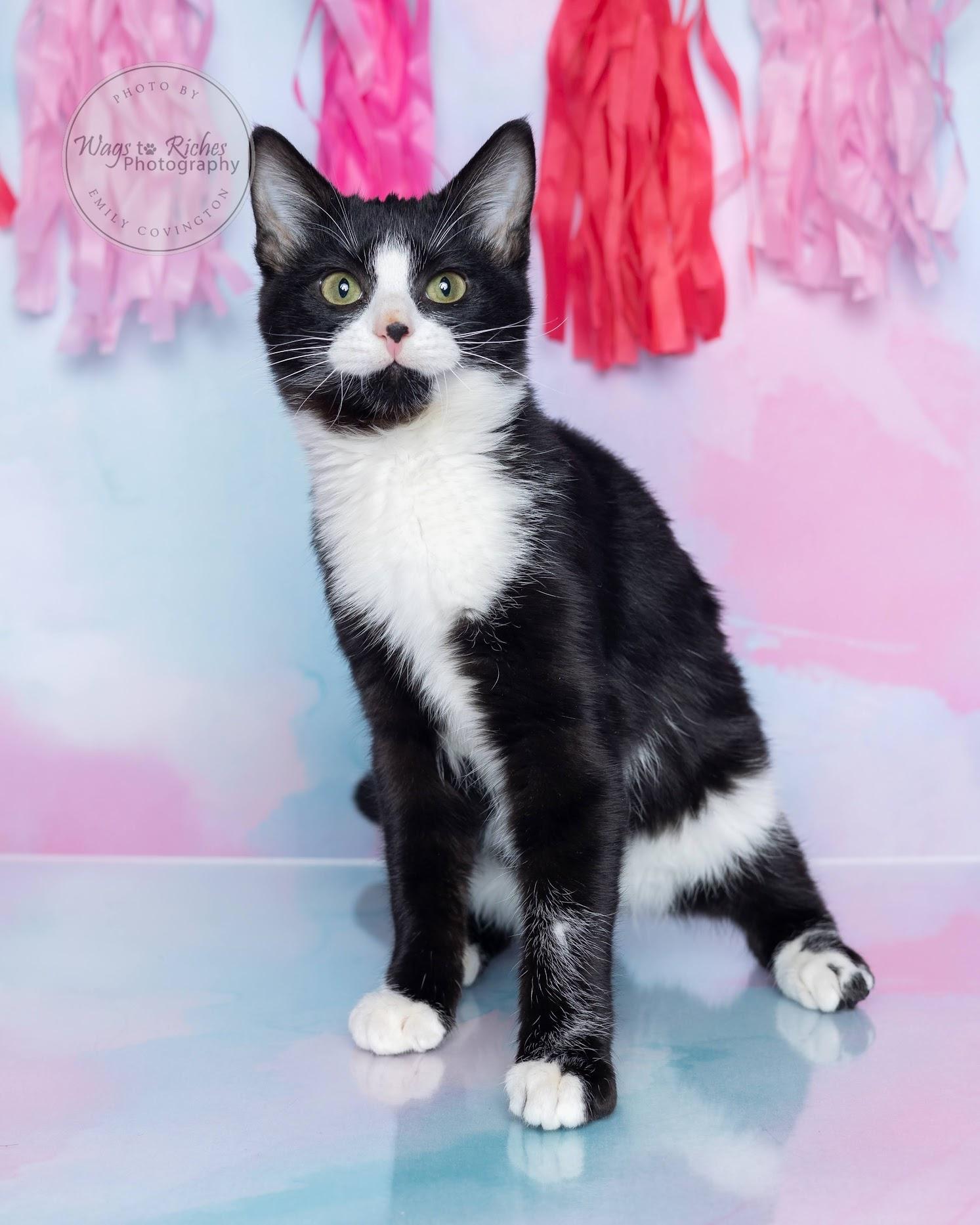 Tipsy - Special Needs, an adoptable Domestic Short Hair, Tuxedo in Tuscaloosa, AL, 35406 | Photo Image 2