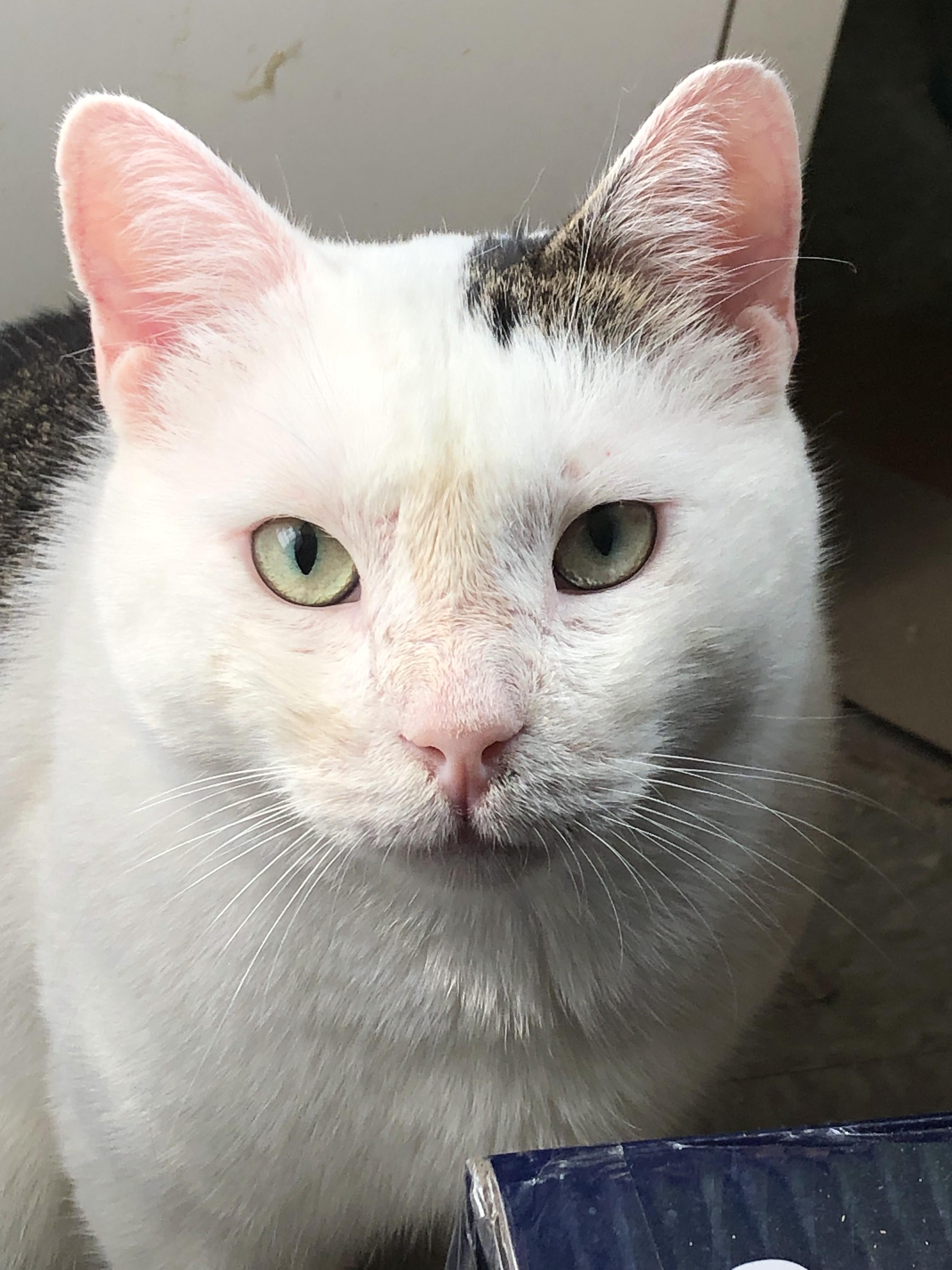 Enlarge Casper the Smart and Brave, a Adoptable Domestic Short Hair in New York, NY image 5/6