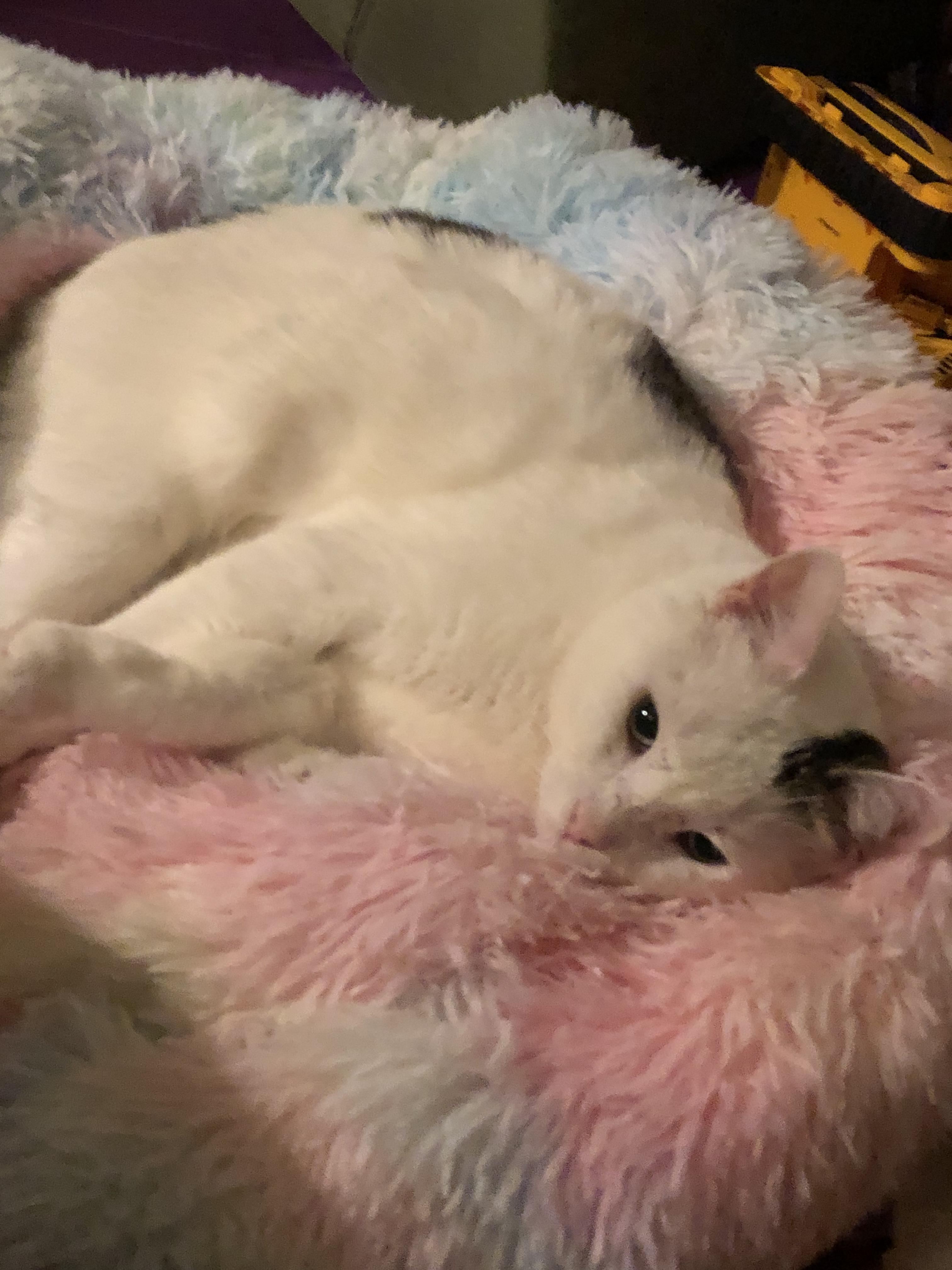 Enlarge Casper the Smart and Brave, a Adoptable Domestic Short Hair in New York, NY image 6/6