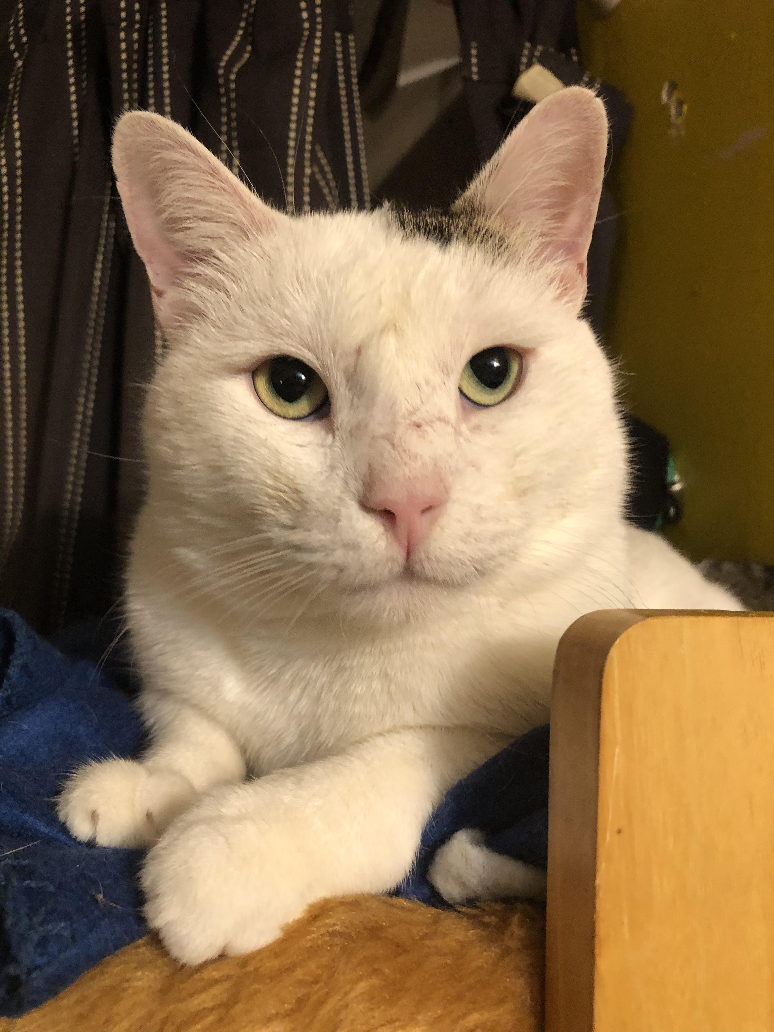 Enlarge Casper the Smart and Brave, a Adoptable Domestic Short Hair in New York, NY image 3/6