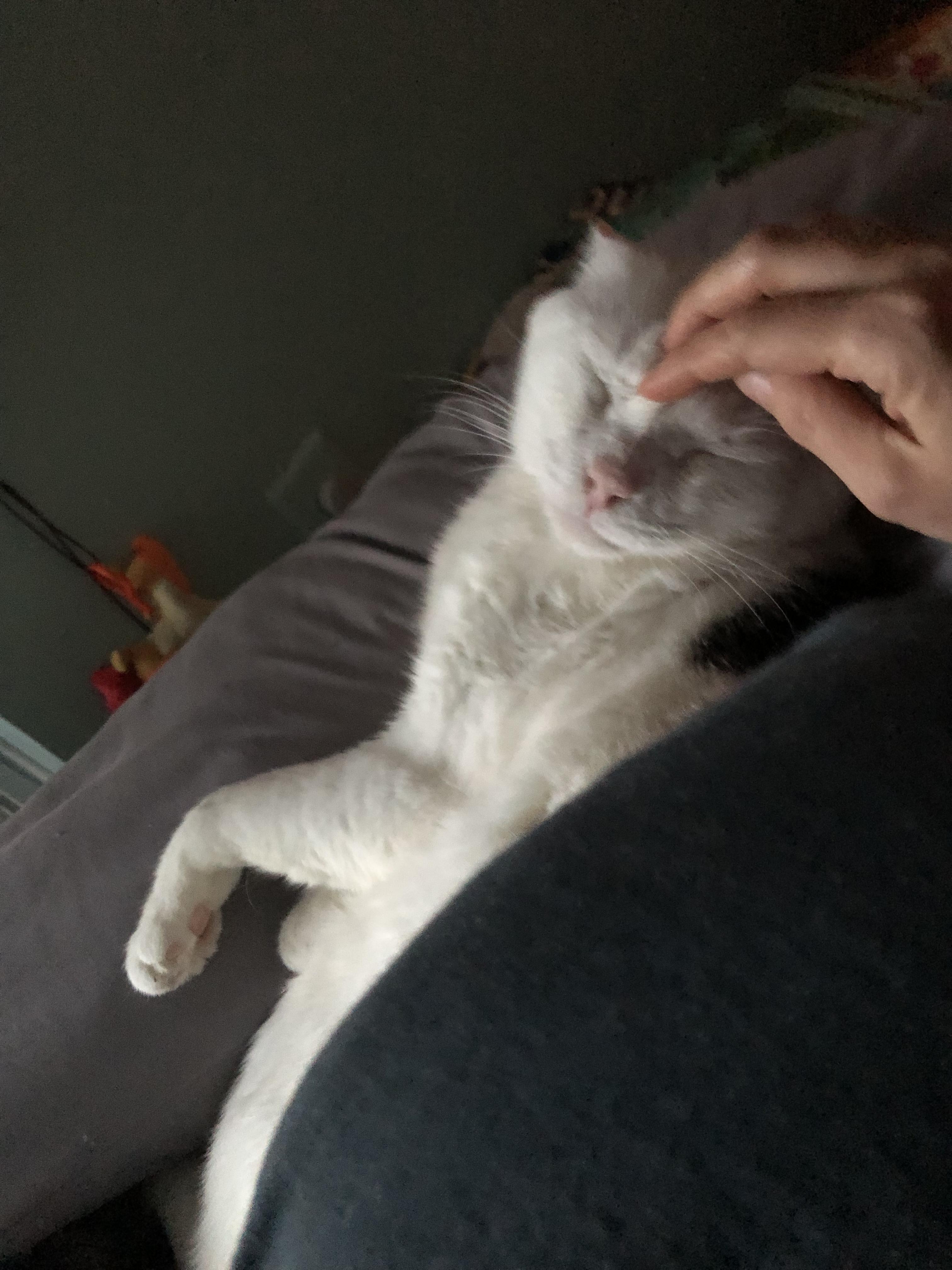 Enlarge Casper the Smart and Brave, a Adoptable Domestic Short Hair in New York, NY image 4/6