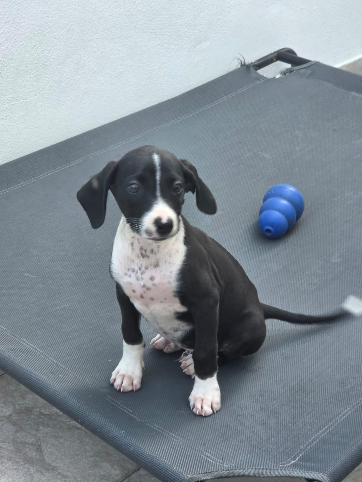 Corazon, a ADOPTABLE mixed breed in Glen Rock, NJ image 5/5