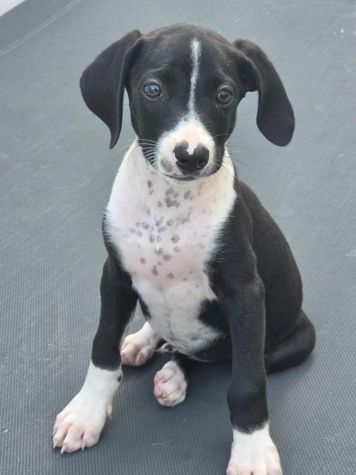 Corazon, a ADOPTABLE mixed breed in Glen Rock, NJ image 3/5