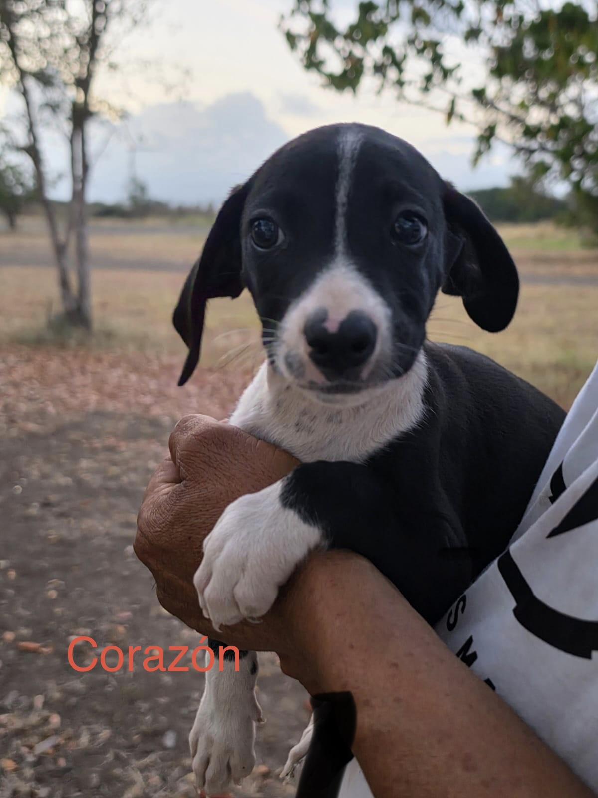 Corazon, a ADOPTABLE mixed breed in Glen Rock, NJ image 1/5
