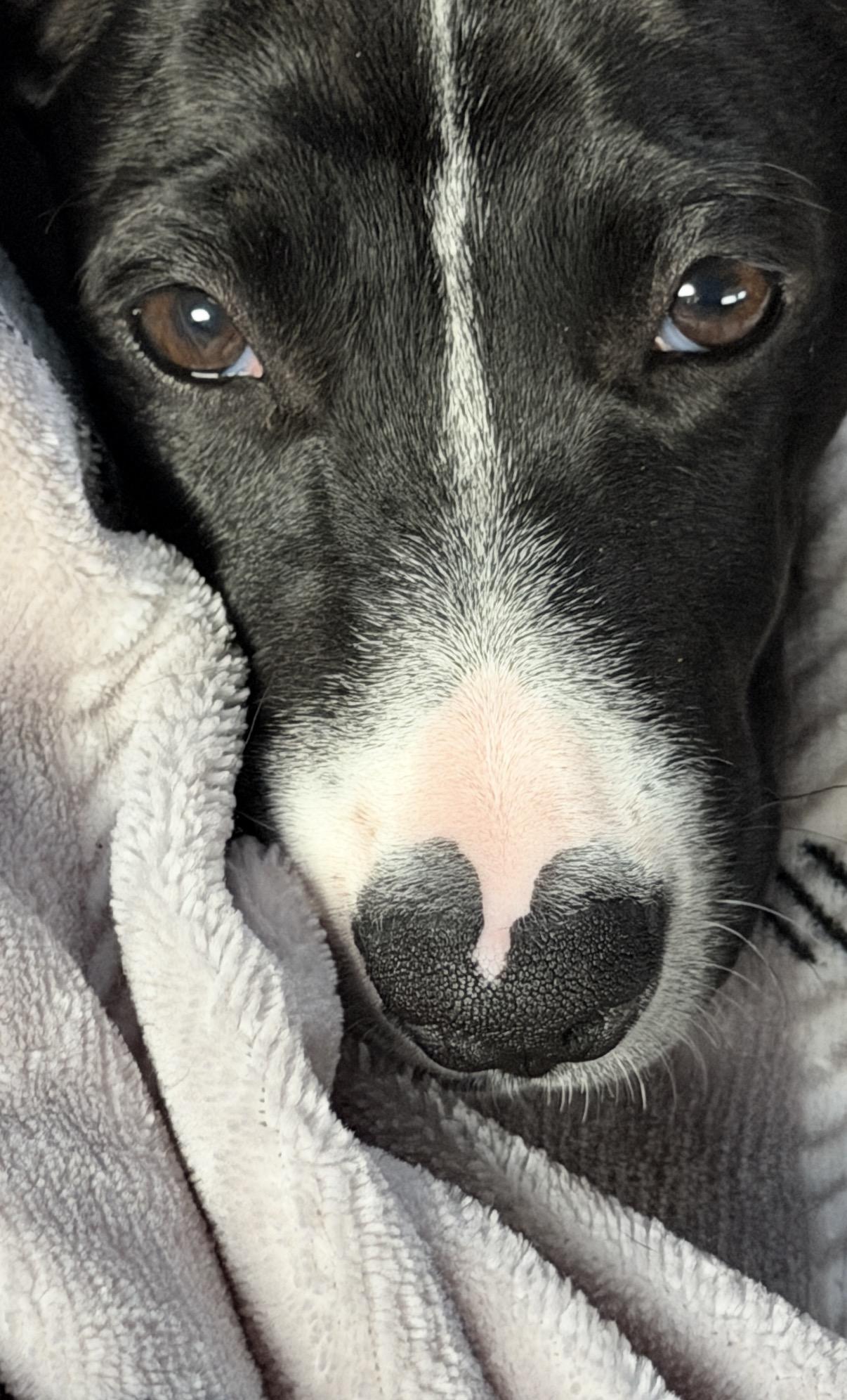 Corazon, a ADOPTABLE mixed breed in Glen Rock, NJ image 1/5