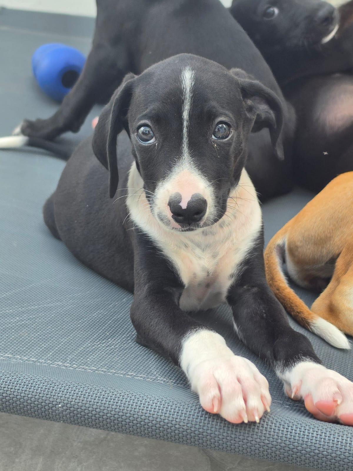 Corazon, a ADOPTABLE mixed breed in Glen Rock, NJ image 2/5