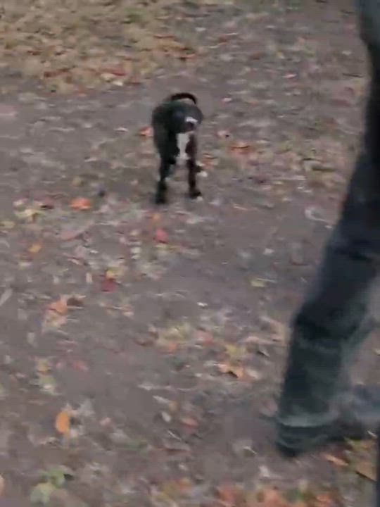 Enlarge Corazon, a ADOPTABLE mixed breed in Glen Rock, NJ video 4/5