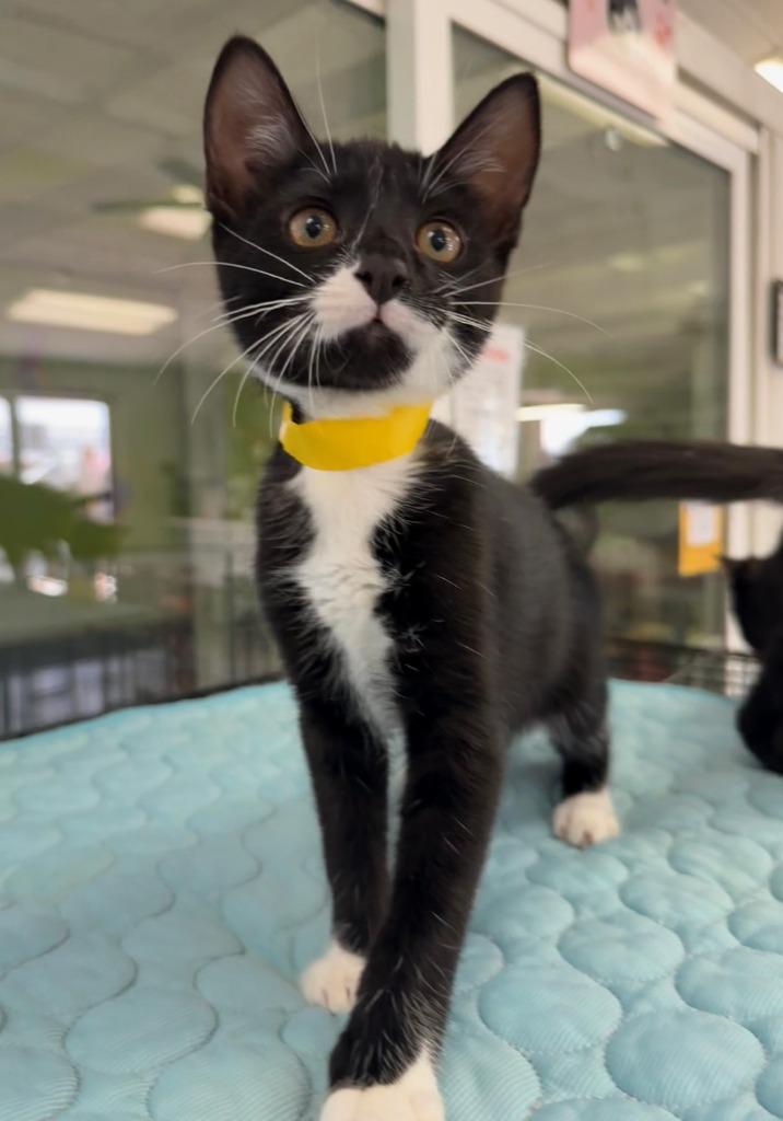 Socks, Adopted, Kitten Male Domestic Short Hair.
