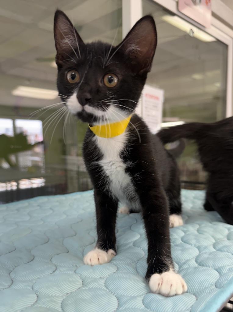 Enlarge Socks, a Adopted mixed breed in Lemoore, CA image 2/2