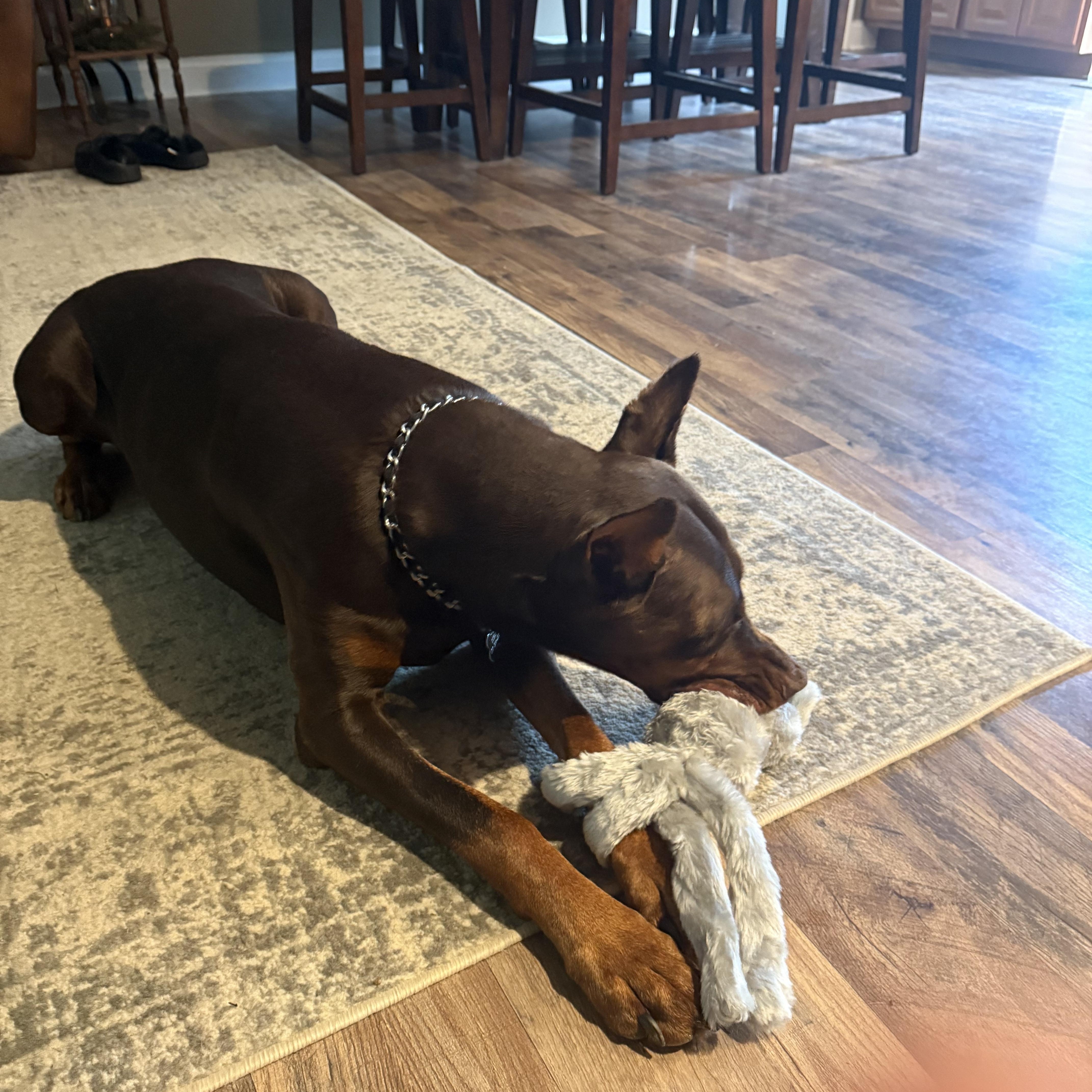 Enlarge Ruby, a ADOPTABLE Doberman Pinscher in Fleetwood, PA image 3/5