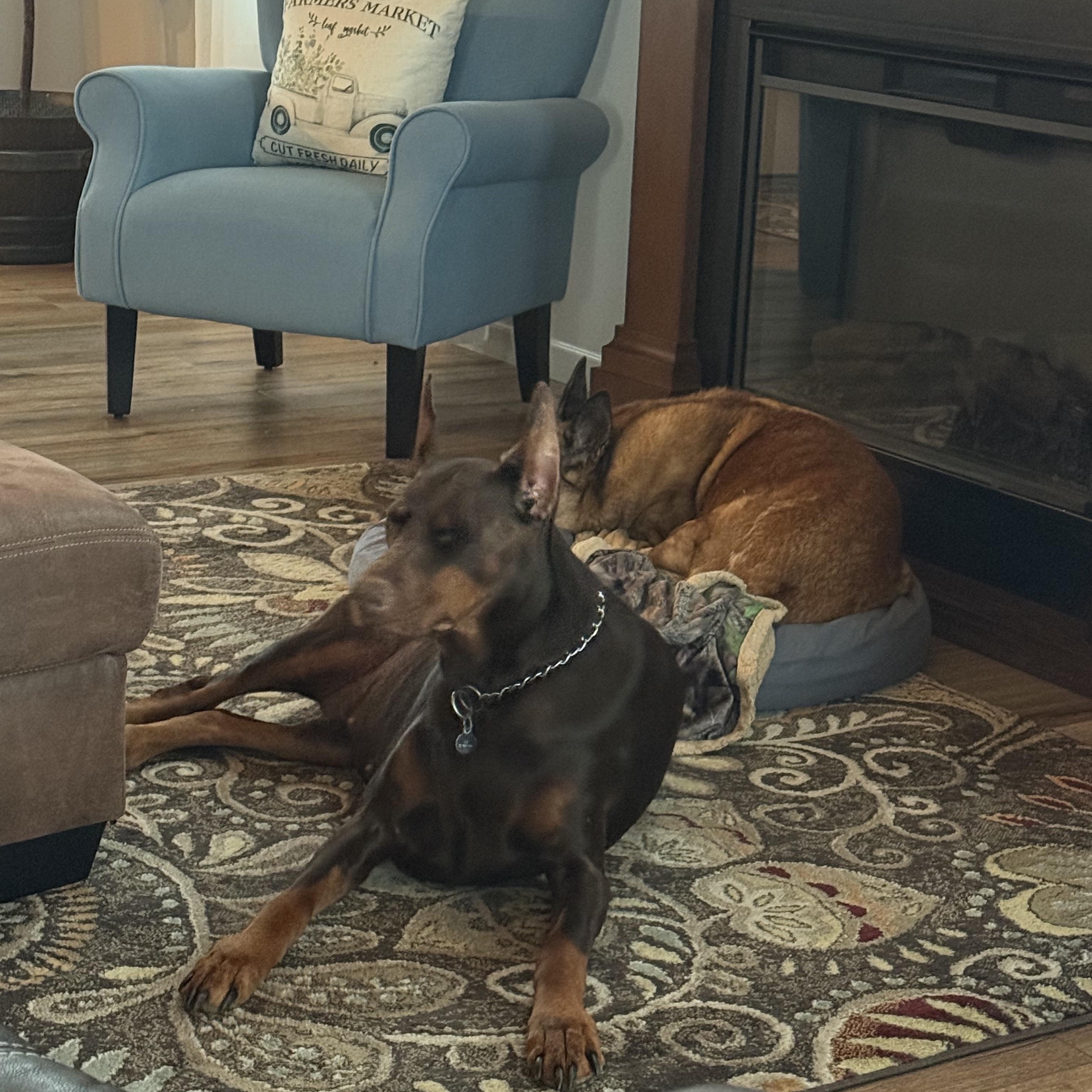 Enlarge Ruby, a ADOPTABLE Doberman Pinscher in Fleetwood, PA image 2/5