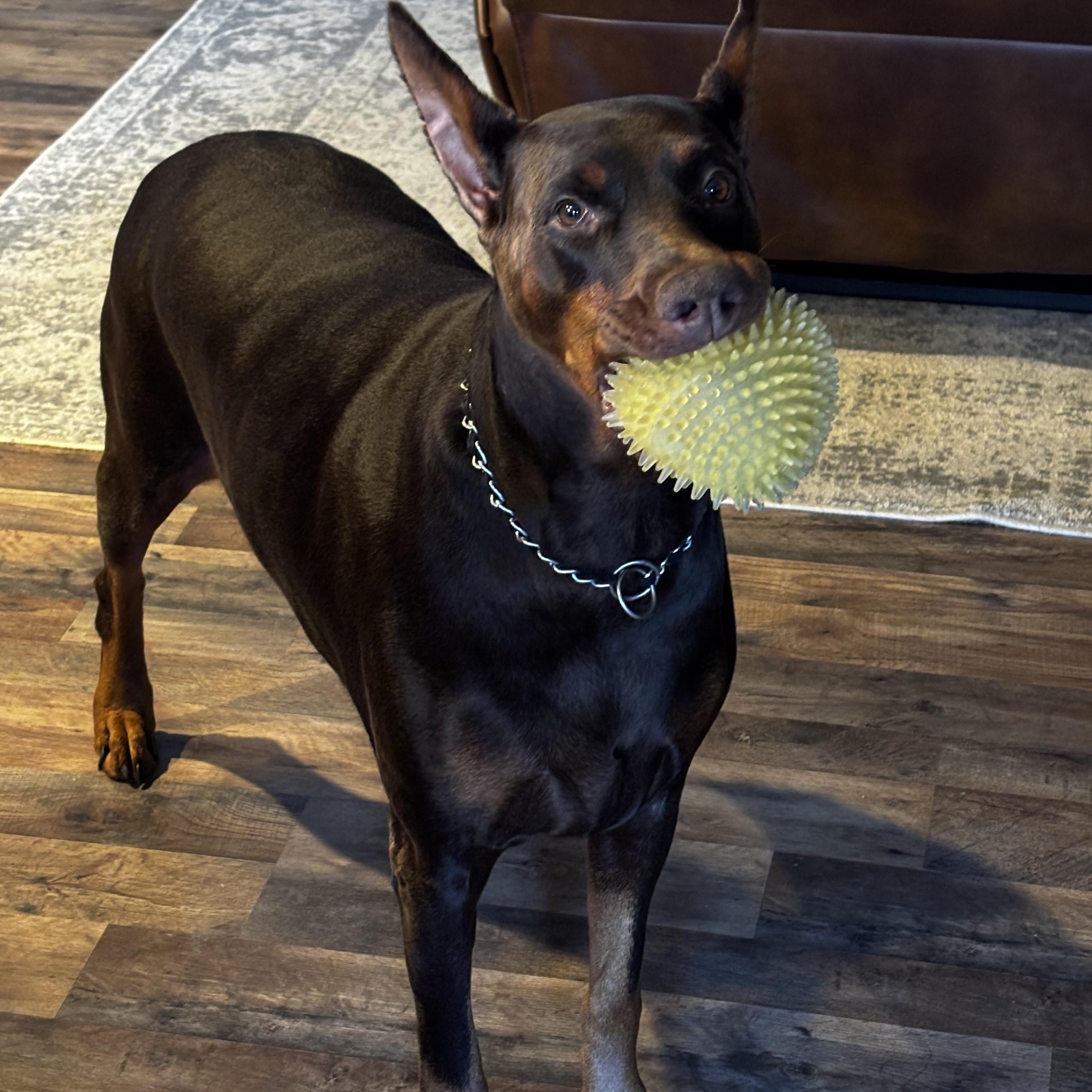 Enlarge Ruby, a ADOPTABLE Doberman Pinscher in Fleetwood, PA image 5/5